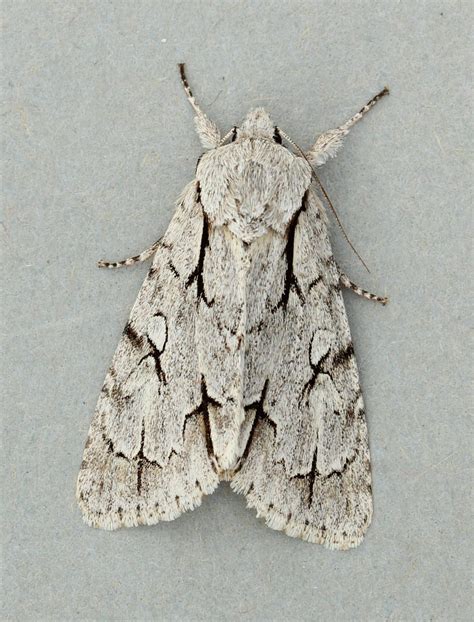 Ceredigion Moths: Broom Moth and Dark/Grey Dagger
