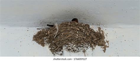 148 Barn Swallow Nest With Eggs Royalty Free Images Stock Photos