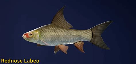 Rednose Labeo - Fish Species - COTW: The Angler Wiki