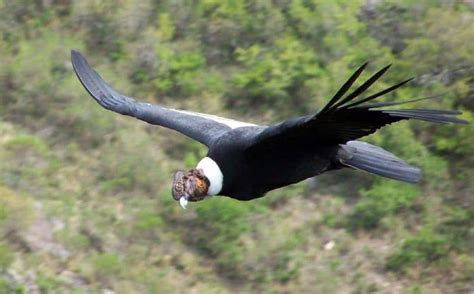 ¿Sabe cuál es el ave nacional de Colombia? Descubrelo aquí