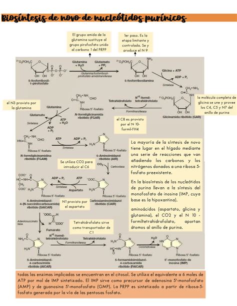 SOLUTION Metabolismo De Nucleotidos Studypool