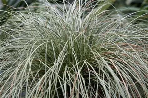 Carex Albula Frosted Curls Garten Segge Semper Verde