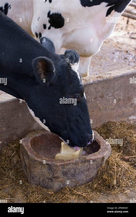 Domestic Cattle Holstein Dairy Cow Close Up Of Head Using Mineral