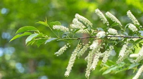 21 North American Native Flowering Trees