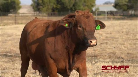 Lot 30 Schyff Beefmasters 1 Aug 2023 Youtube