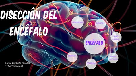 Disección Del Cerebro By María Expósito Paredes On Prezi