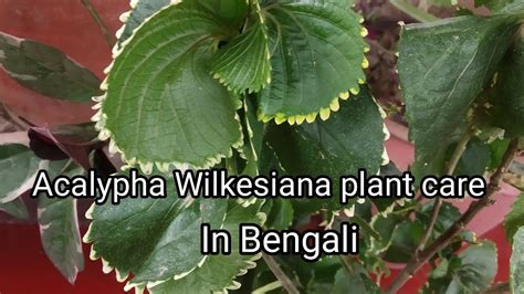 How To Grow And Care Acalypha Wilkesiana Plant In Bengali Youtube