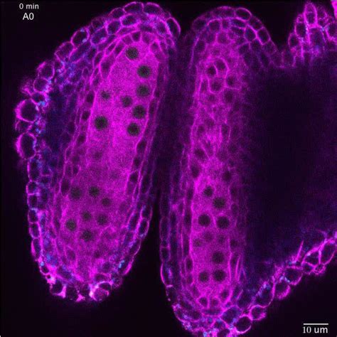 Figures And Data In Live Cell Imaging Of Meiosis In Arabidopsis