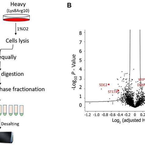 Silac Based Quantitative Analysis Of Proteins Regulated By Hypoxia In