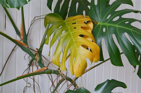 Raisons Pour Lesquelles Les Feuilles De Votre Monstera Deviennent