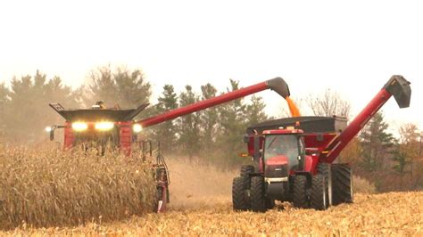 Corn Harvest 2020 Case Ih 6130 Axial Flow Combine Harvesting Corn Ontario Canada Youtube