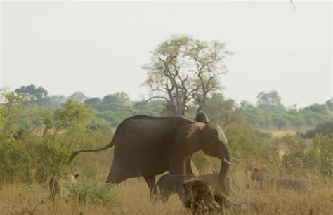 Una valiente madre elefante protege a sus crías de ser atacadas por