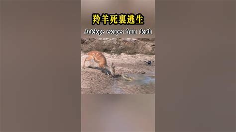 The Antelope Escaped The Crocodile Attack 羚羊逃脫鱷魚突襲 Lion Crocodile 鱷魚