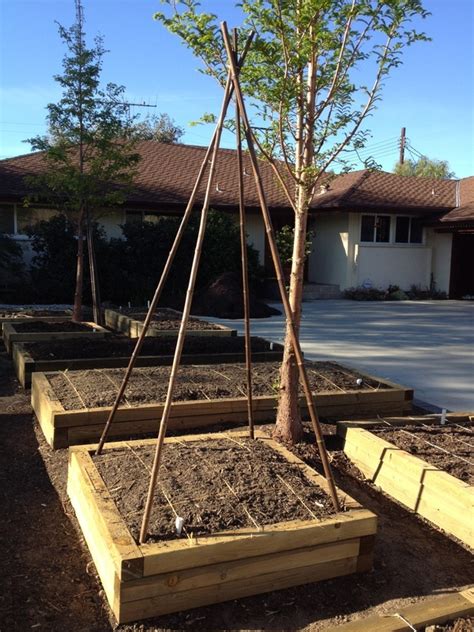 Square Foot Gardening X Planter Bed With Green Bean Teepee Frame