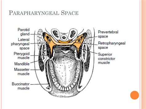 PPT - Anatomy of Head and Neck Infections PowerPoint Presentation - ID ...