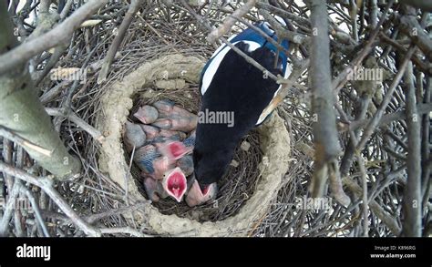 Elster nest -Fotos und -Bildmaterial in hoher Auflösung – Alamy