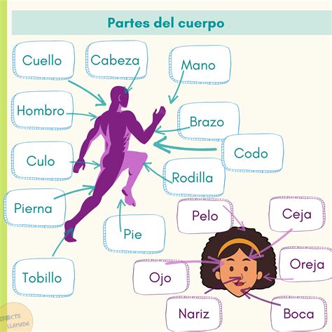 La Ropa Colores Partes Del Cuerpo