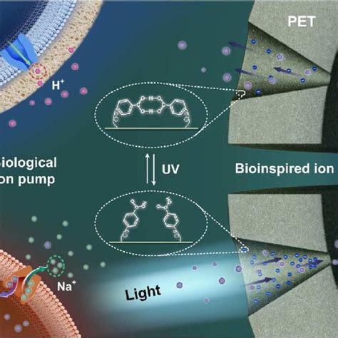 From Biological Ion Pump To Bioinspired Ion Pump The Diagram At The