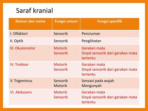 Saraf Kranial Dan Fungsinya Studyhelp