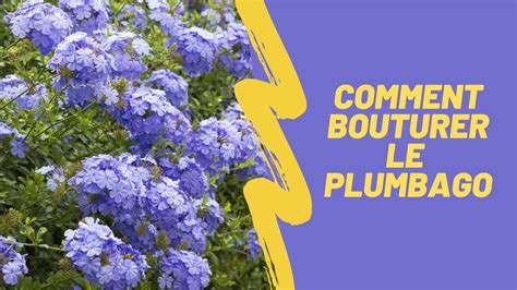 Comment Bouturer Le Plumbago Youtube