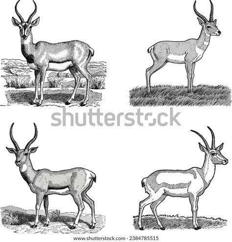 Deer Grass Illustration Silhouette Stock Vector (Royalty Free ...