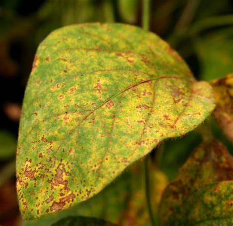 Controlo De Pragas E Doen As Nas Plantas Conhe A As Doen As