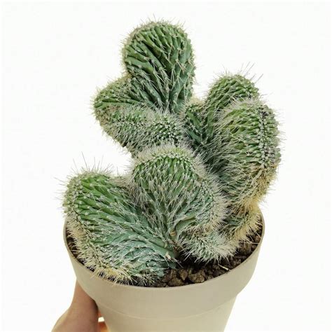 Neobuxbaumia Euphorbioides F Crested Giromagi Cactus And Succulents