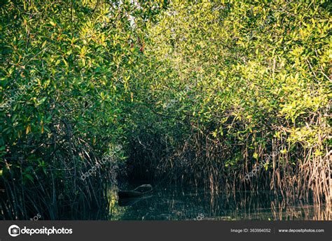 Gambia Manglares Kayak Manglar Verde Gambia Frica Paisaje Natural