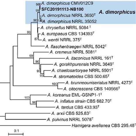 Maximum Likelihood Ml Phylogenetic Tree Of Aspergillus Sect Cremei