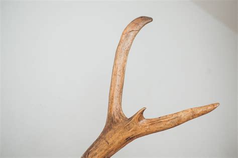 Large Elk Antlers | Homestead Seattle