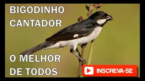 BIGODINHO CANTANDO MUITO PARA ENSINAR E FOGUEAR SEUS FILHOTES DE