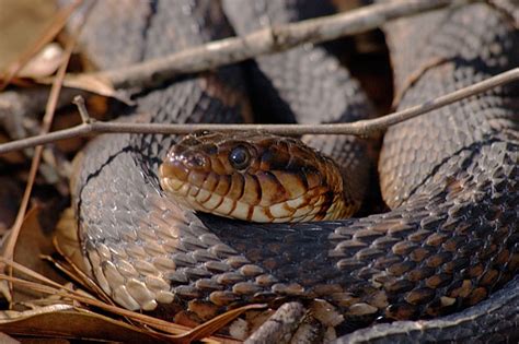 Snake Pictures Images Of Broad Banded Water Snakes By Dick Locke Texas