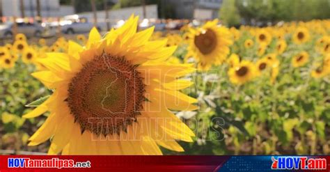 Hoy Tamaulipas Nacional Abre Temporada Campo De Girasoles En Mocorito