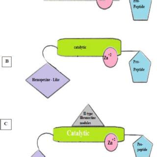 Matrix metalloproteinases' structure | Download Scientific Diagram