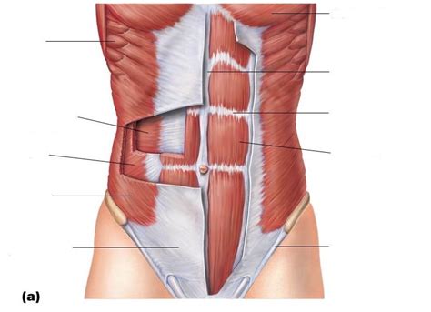 Muscles Forming Abdominal Wall Diagram Quizlet