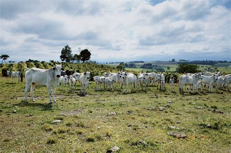 Cows Cattle Animals Free Photo On Pixabay Pixabay