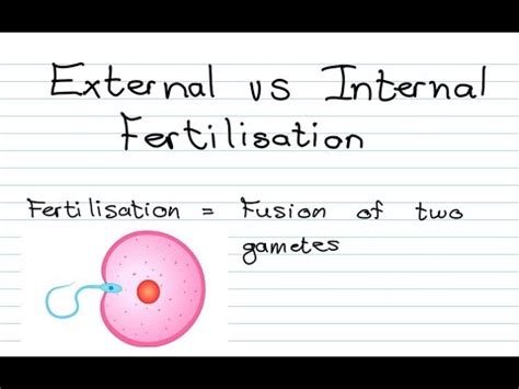 External Vs Internal Fertilisation YouTube