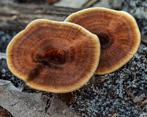 Cinnamon Fairy Stool Mushroom Coltricia Cinnamomea App Flickr