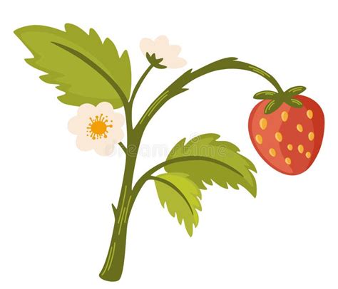 Strawberry Branch Forest Berries Strawberries Flowers And Green