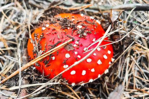Mushroom Poisonous Amanita Muscaria Grows In The Autumn Forest Stock