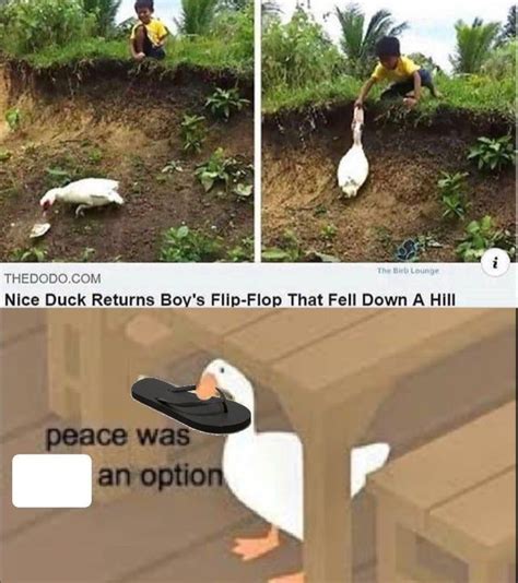 Duck Or Goose Really Funny Memes Funny Relatable Memes Stupid Funny