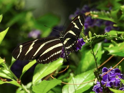 Butterflies At Olbrich Jonathan Bloy