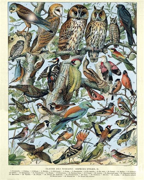 Vintage Bird Print French Bird Poster Ornithology Print Gifts - Etsy