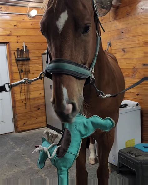 My horse thinks he's a puppy so I got him a chew toy : r/aww