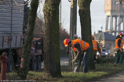 Wycinka Drzew Zmiany W Lex Szyszko Na Najbli Szym Posiedzeniu Sejmu