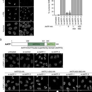 The C Terminal Subdomain Of Human AATF Is Required For Its Nucleolar