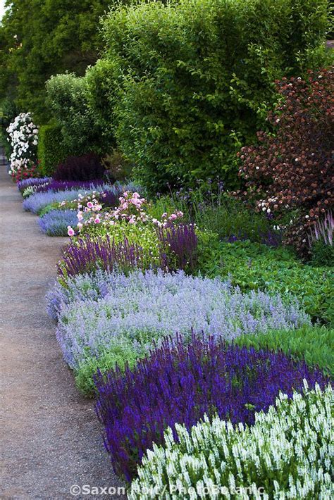 Partial Sun Perennial Border Plants