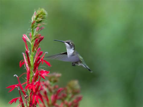 The magic of migratory birds (and the science of protecting them) - WWF.CA