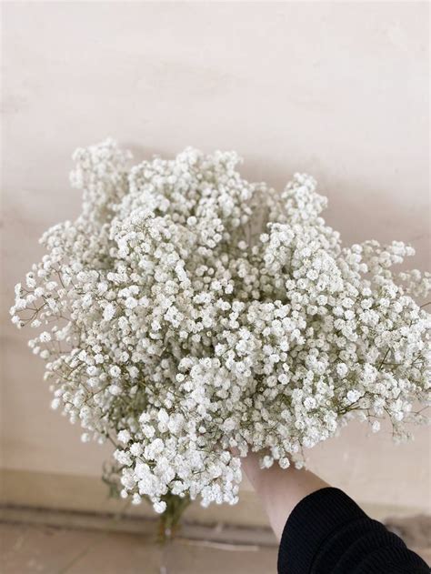 Wholesale Customization Large Bundle Preserved Baby S Breath Flower Off