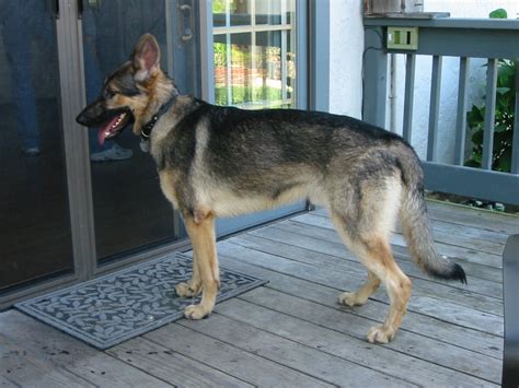 File:German Shepherd Dog standing.jpg - Wikipedia, the free encyclopedia